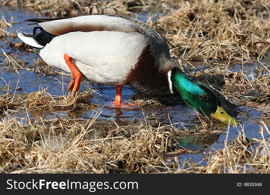 Mallard searching for food at spring time.