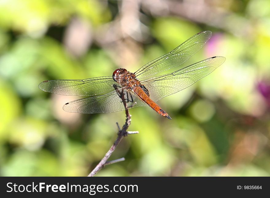 Dragonfly sitting on a branch.