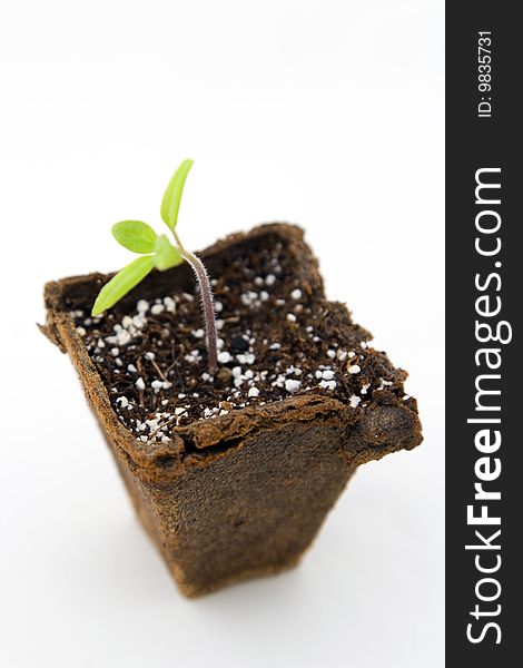It's a tomato seedling growing in a biodegradable seedling starter peat moss pot. Isolated on white.