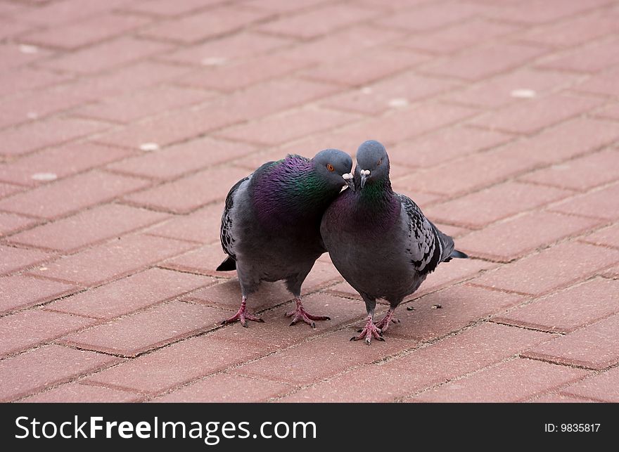 Enamoured pair of pigeons kisses