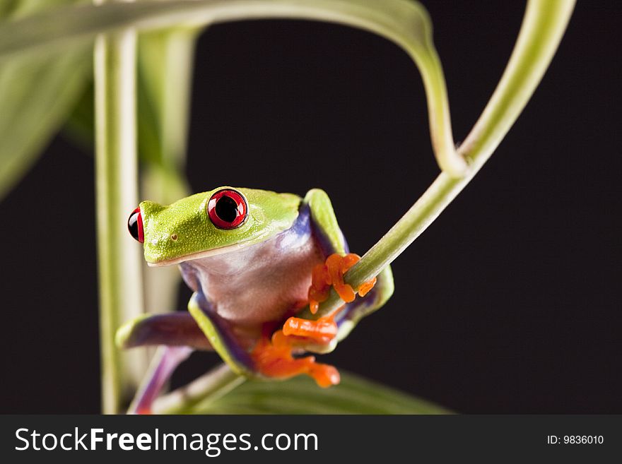 Exotic and beautiful full color frog, live in areas of Central America. Exotic and beautiful full color frog, live in areas of Central America