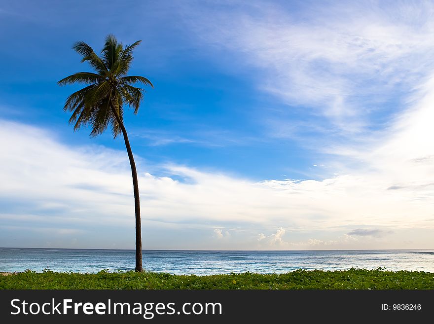 Palm on the beach island with blue cloudy sky