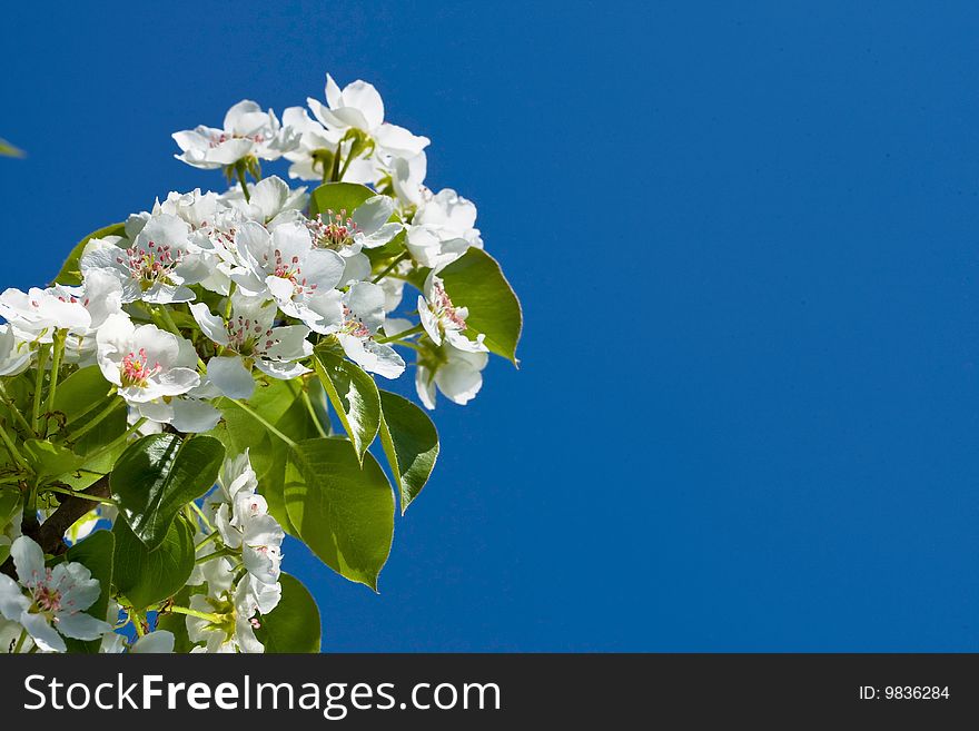 Macro view white flowers of apple tree on blue sky