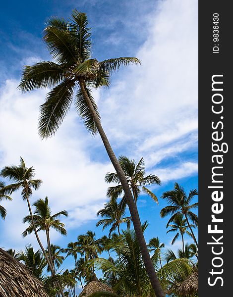 Many palms on the beach island