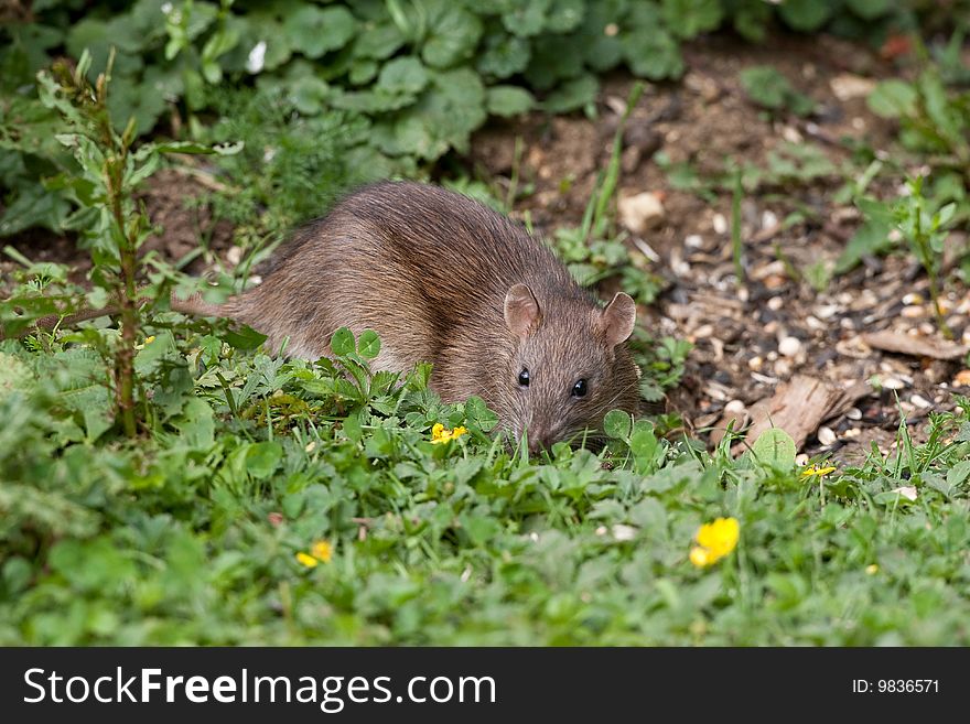 Wild Brown Rat eating seeds, and grain