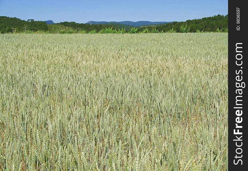 The field of the wheat