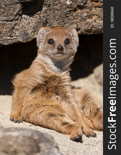 Baby Mongoose Sitting On A Rock