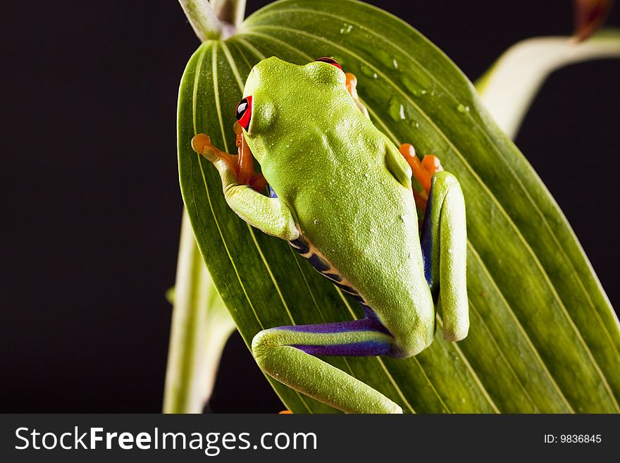 Exotic and beautiful full color frog, live in areas of Central America. Exotic and beautiful full color frog, live in areas of Central America