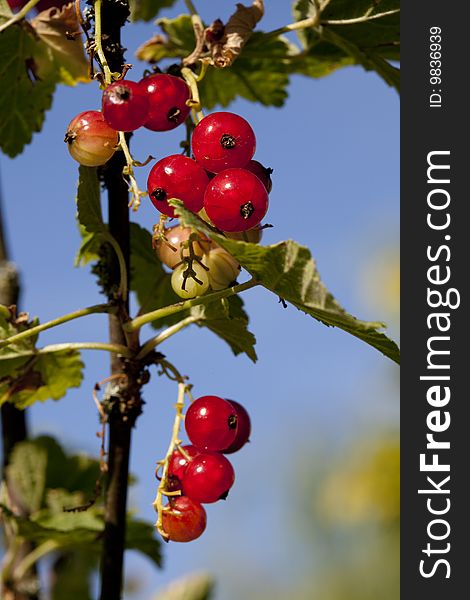 Little redcurrant grape on plant