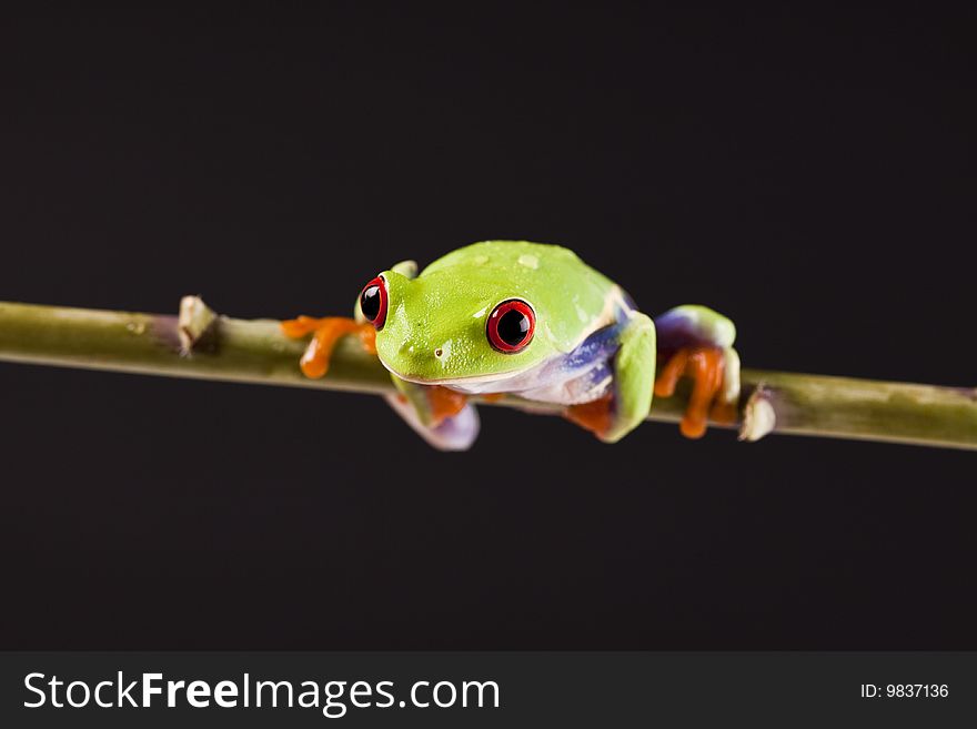 Exotic and beautiful full color frog, live in areas of Central America. Exotic and beautiful full color frog, live in areas of Central America
