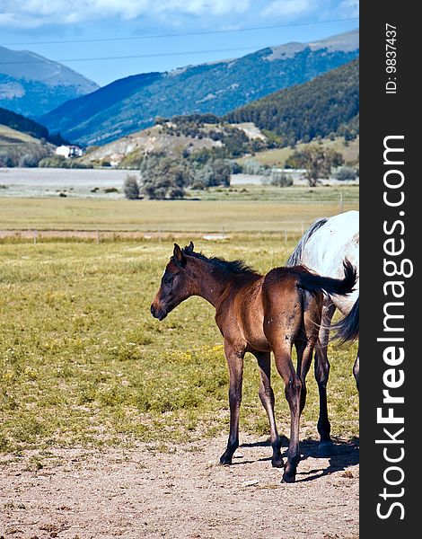 A foal taking its first steps