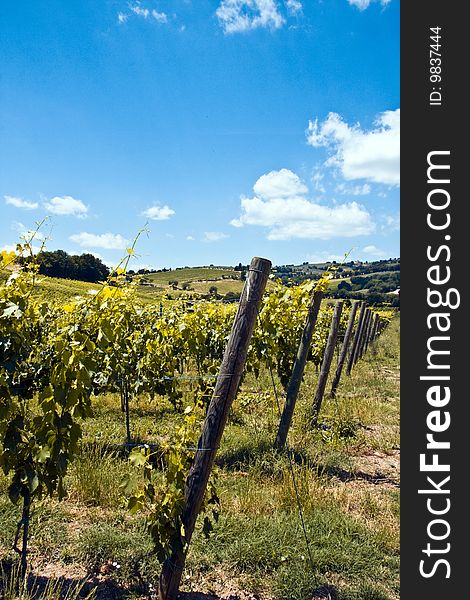 Vineyards in Tuscany Italy near Montepulciano
