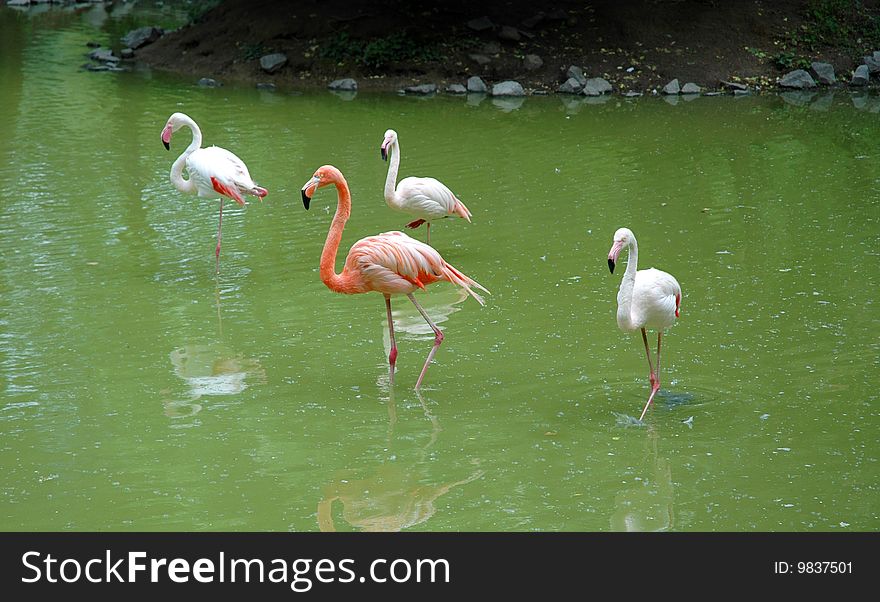 Four flamingo has stand in green water