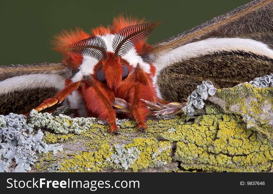 A female cecropia moth is sitting on a log facing the camera. A female cecropia moth is sitting on a log facing the camera.