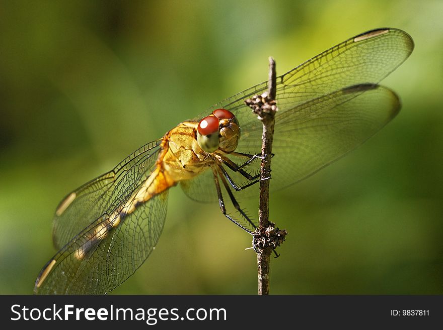 A close up of a dragonfly on green background