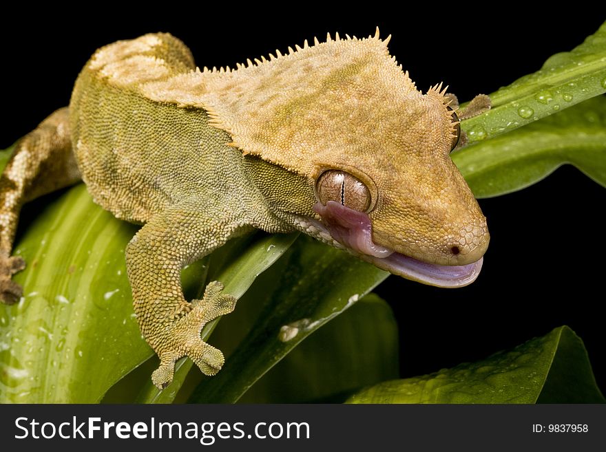 Close up of a New Caledonian Gecko against a black background on green leaves