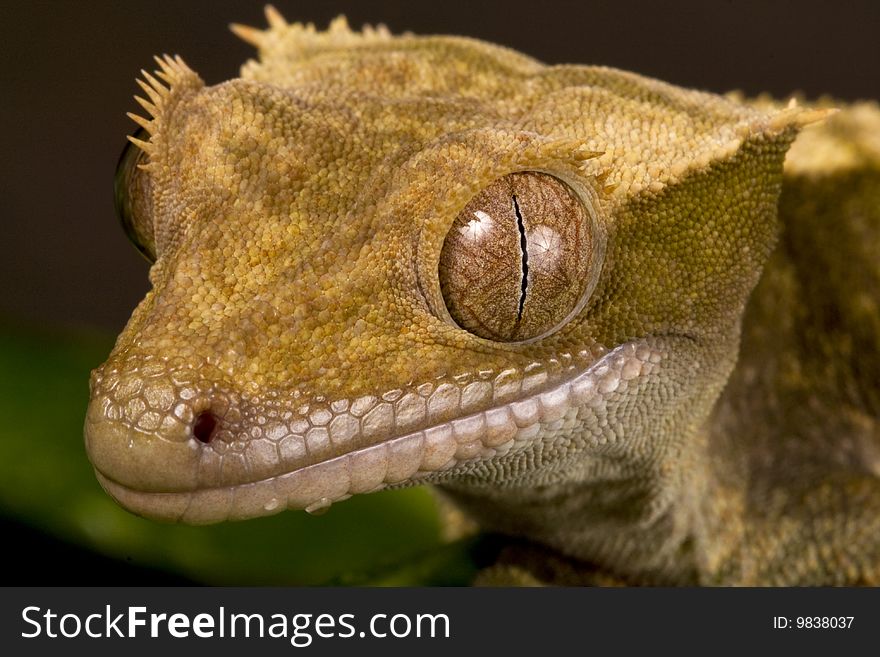 Close up of a New Caledonian Gecko against a black background on green leaves