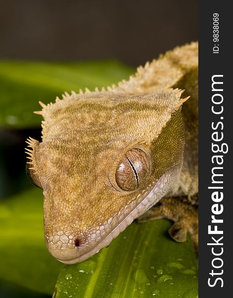 Close up of a New Caledonian Gecko against a black background on green leaves