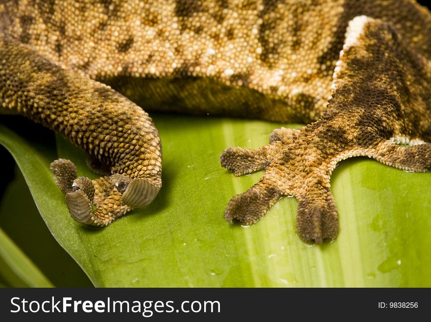 Close up of a New Caledonian Gecko feet against a black background on green leaves