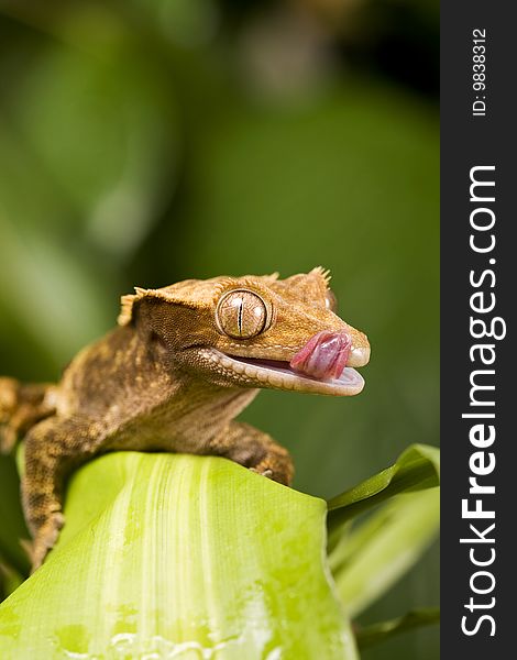 Close up of a New Caledonian Gecko against a black background on green leaves