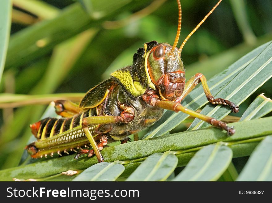 Close-up on a colorful grasshopper