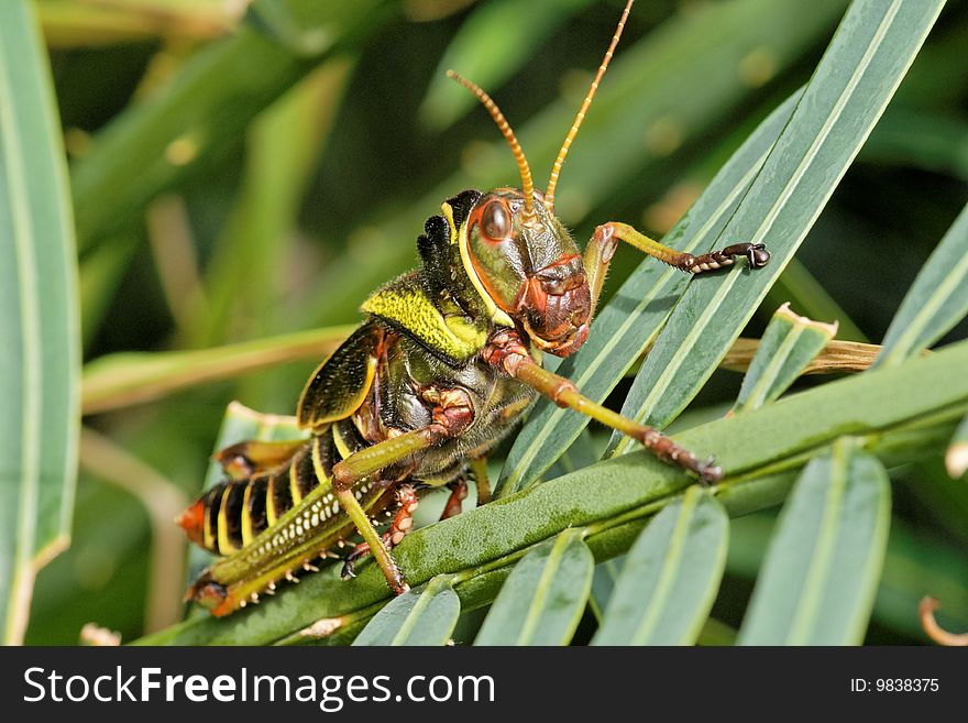 Close-up on a colorful grasshopper