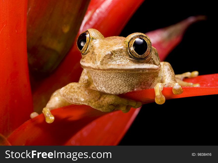 Marbled Reed Frog on a red plant against a black background