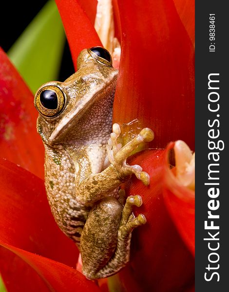 Marbled Reed Frog on a red plant against a black background