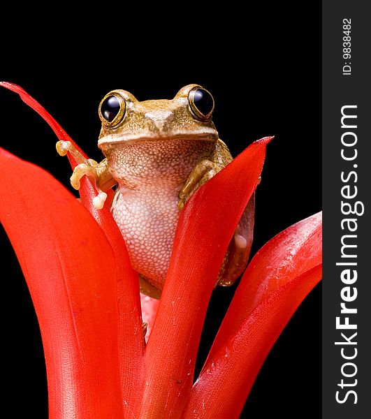 Marbled Reed Frog on a red plant against a black background