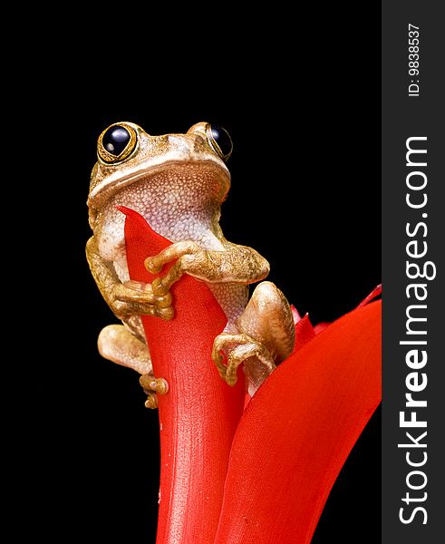 Marbled Reed Frog on a red plant against a black background