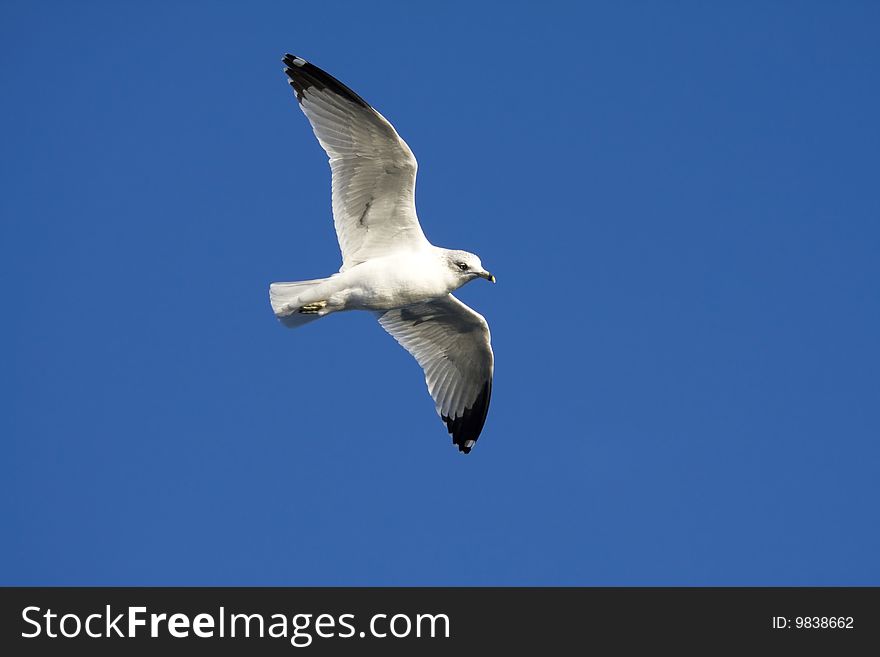 Seagull flying with a blue sky