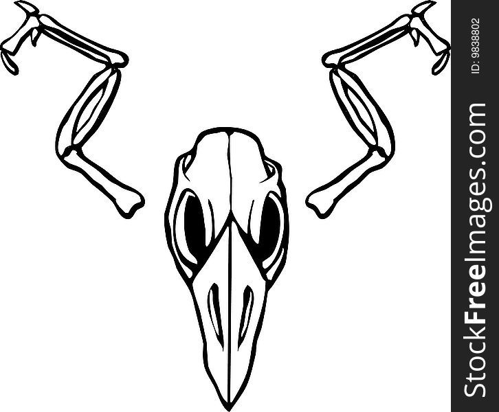 Bird Skull with wing bones outspread.