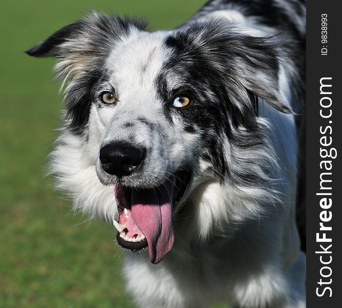 Border Collie dog awaiting command. Border Collie dog awaiting command