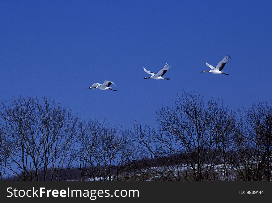 Birds Flying In The Sky