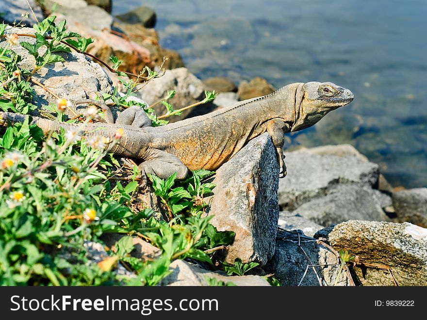 Iguana perched on rock by the sea on the Puerto Vallarta Marina, Mexico