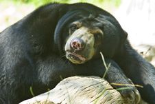 Sun Bear Royalty Free Stock Image Sun Bear Royalty Free Stock Image