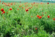 Poppy Royalty Free Stock Photos Poppy Royalty Free Stock Photos