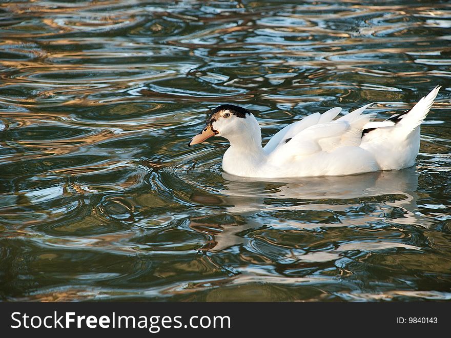 White duck swimming in the calm waters of the national park in Ramat gan, Israel.