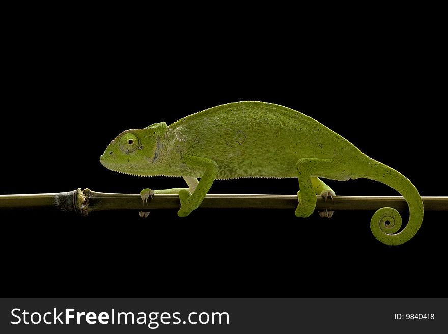 Senegal chameleon (Chamaeleo Senegalensis) isolated on black background.