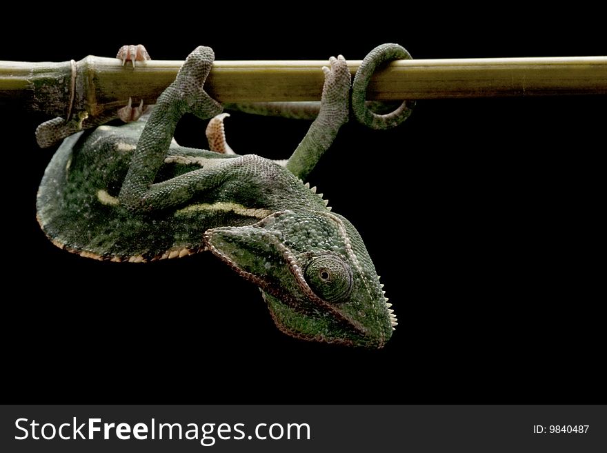 Veiled chameleon (Chamaeleo calyptratus) isolated on black background.