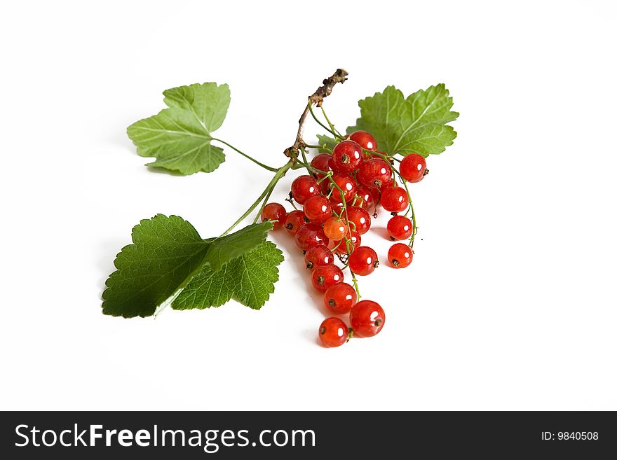 Currant red Isolated on white