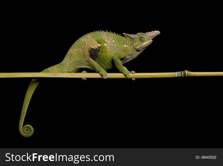 Fisher��s chameleon (Chamaeleo fisheri) isolated on black background.