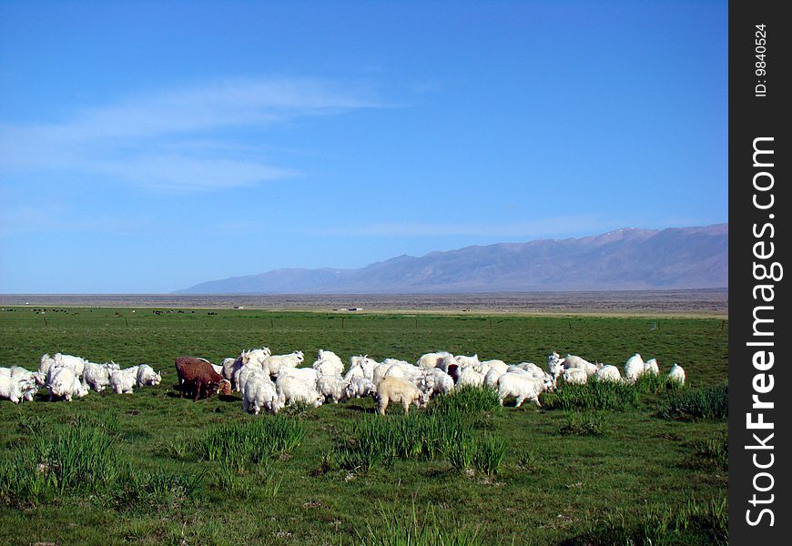 Group in Northern Xinjiang, China white lamb is pasture grazing. Group in Northern Xinjiang, China white lamb is pasture grazing.