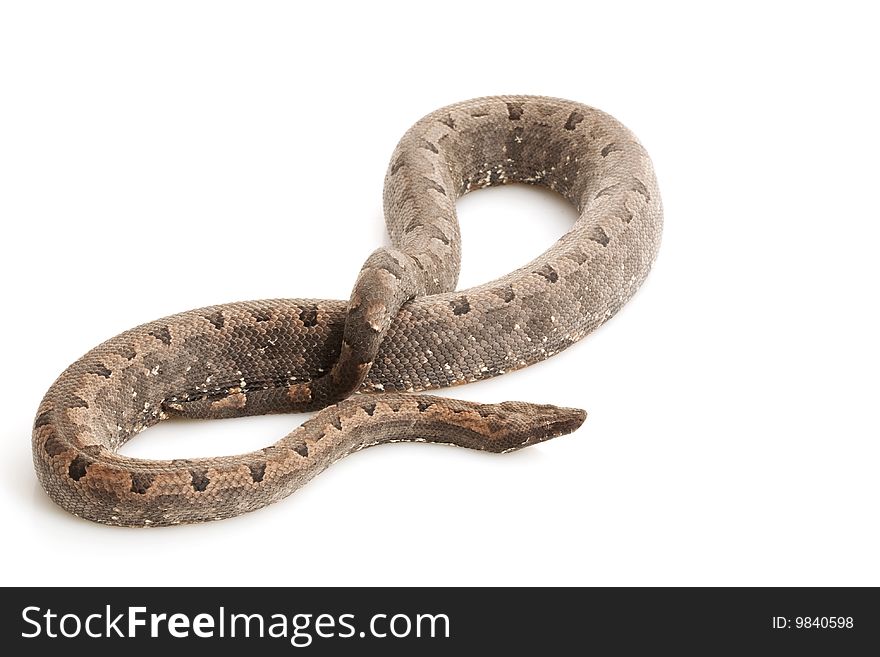 Solomon Island Ground Boa (Candoia carinata paulsoni) isolated on white background.