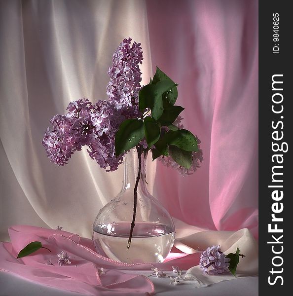 Branch of the lilac on pink background