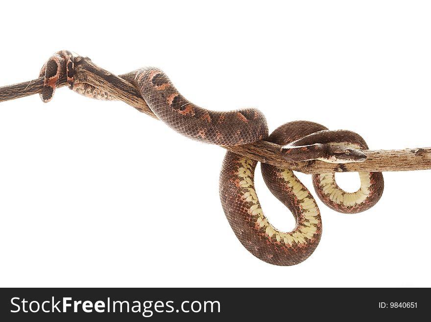 Solomon Island tree boa (Candoia bibroni australis) isolated on white background