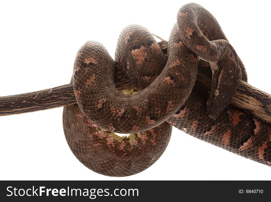 Solomon Island tree boa (Candoia bibroni australis) isolated on white background