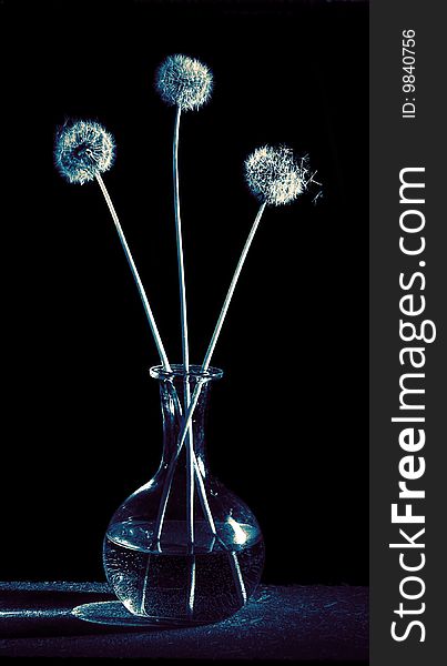 Three dandelions in glass vase