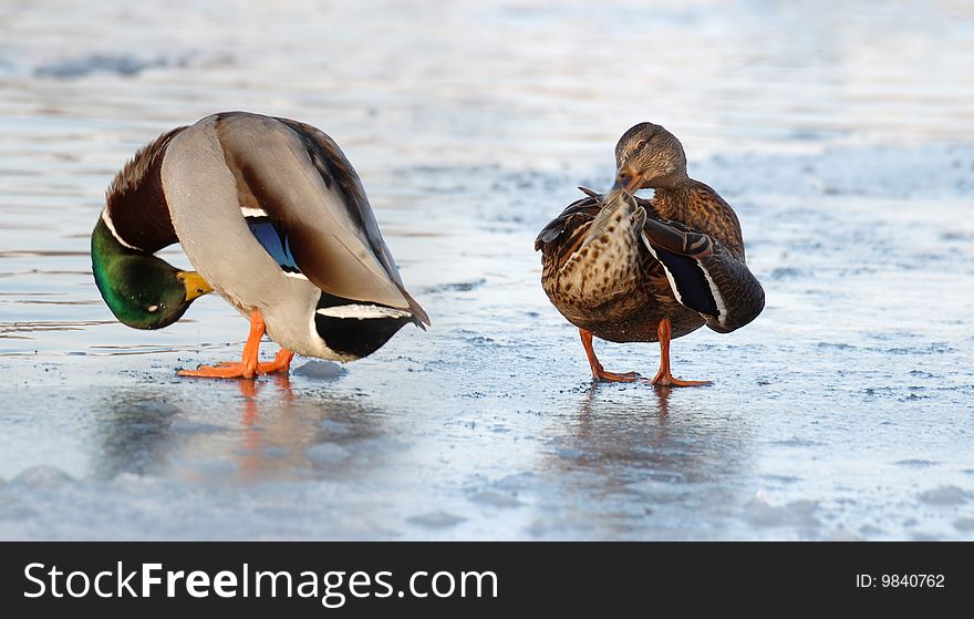 Two ducks standing on the ice