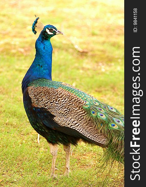 A male Peacock on grass